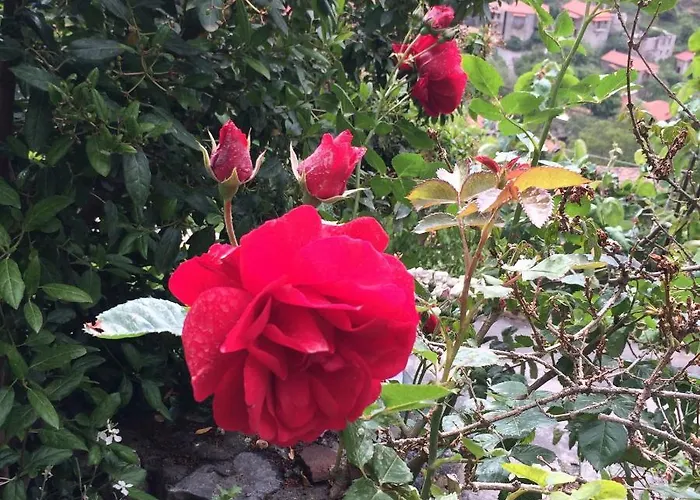 Mpelleiko 3* Stemnitsa